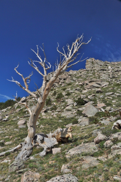 a bristlecone pine